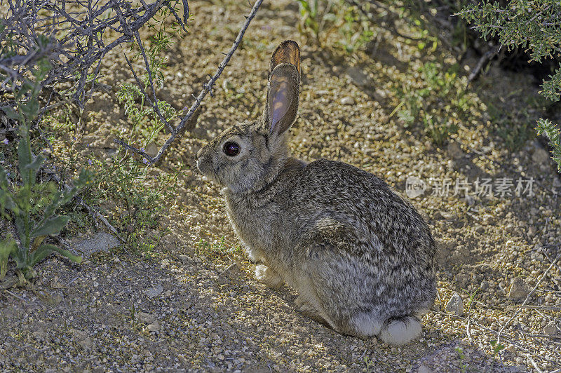 沙漠棉尾鲨(Sylvilagus audubonii)，也被称为Audubon的棉尾鲨，发现于加利福尼亚州约书亚树国家公园